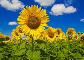 Sunflower-03-75 Beleco 7x5ft Fabric Sunflower Field Photography Backdrop Outdoor Spring Garden