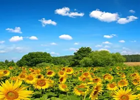 Sunflower-10-75 Beleco 7x5ft Fabric Sunflowers Field Backdrop For Photography Sunflower