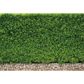 Q3-3x25nwh08904 Lfeey 10x8ft Green Leaf Backdrops For Photography Ivy Plants #2